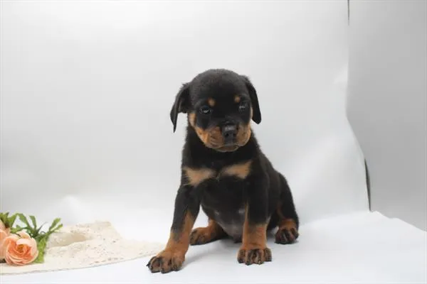 Male Rottweiler puppy for sale at Petland Joplin.