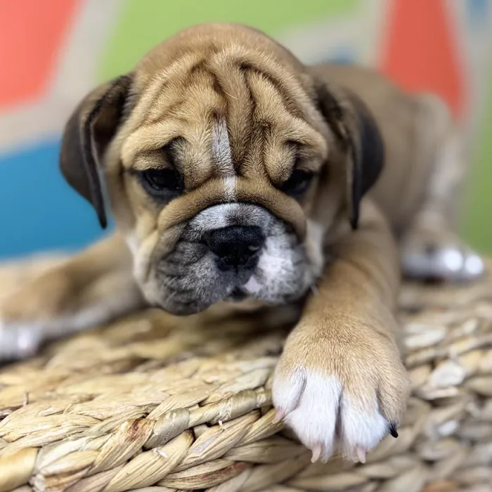 Female English Bulldog Puppy for Sale in Rogers, AR