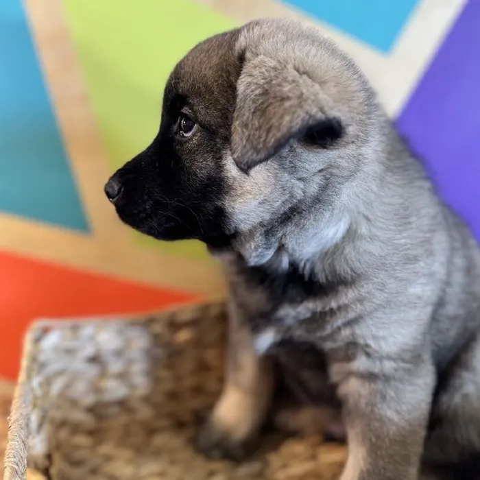 Male Norwegian Elkhound Puppy for Sale in Rogers, AR