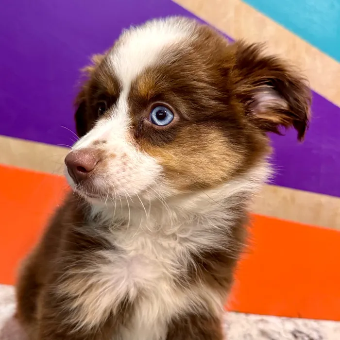 Female Australian Shepherd puppy for sale at Petland Rogers.