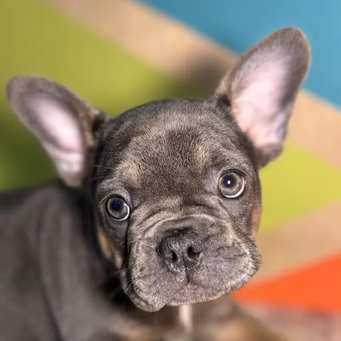 Female French Bulldog Puppy for Sale in Rogers, AR