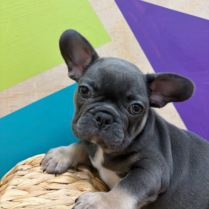 Male French Bulldog puppy named Woodstock for sale at Petland Wichita West.