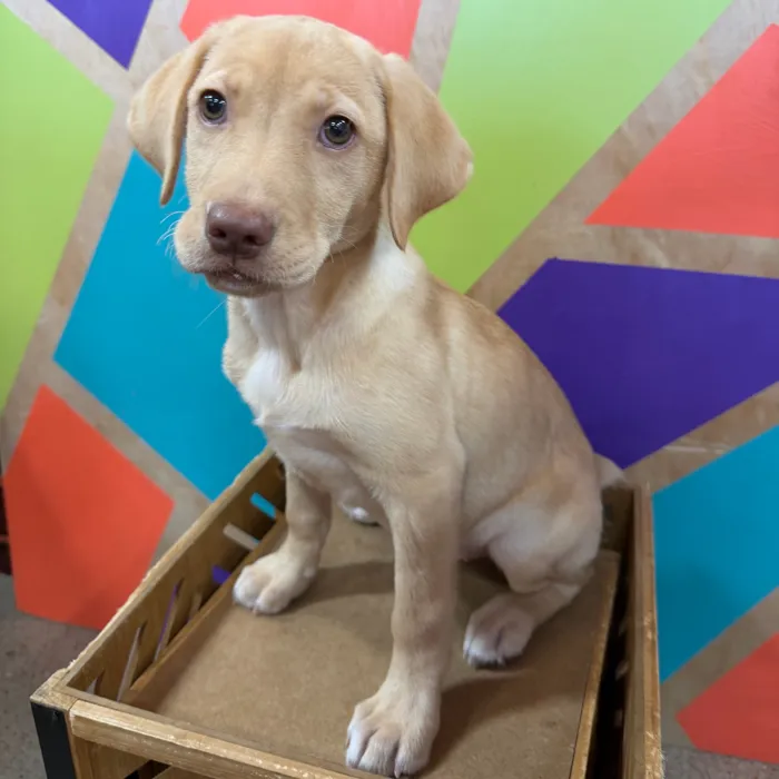 Female Labrador Retriever puppy named Loretta for sale at Petland Fayetteville.