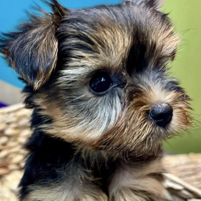 Female Yorkie Puppy for Sale in Rogers, AR