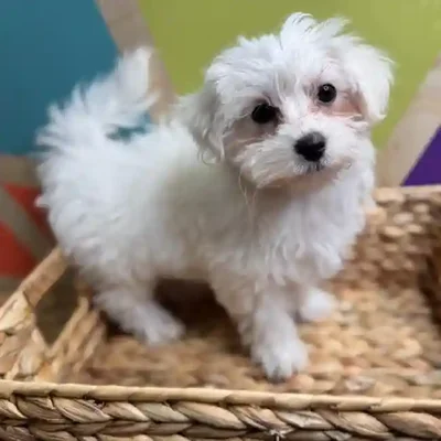 Male Maltichon Puppy for Sale in Rogers, AR