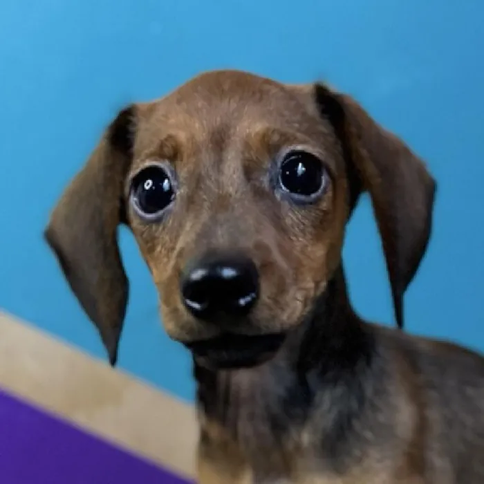 Male Dachshund Puppy for Sale in Rogers, AR