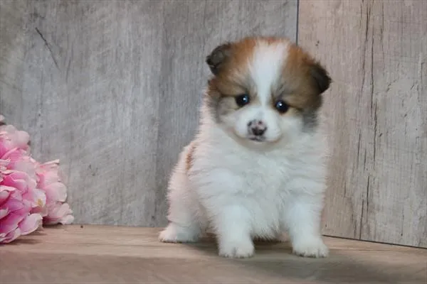 Female Pomeranian puppy for sale at Petland Wichita West.