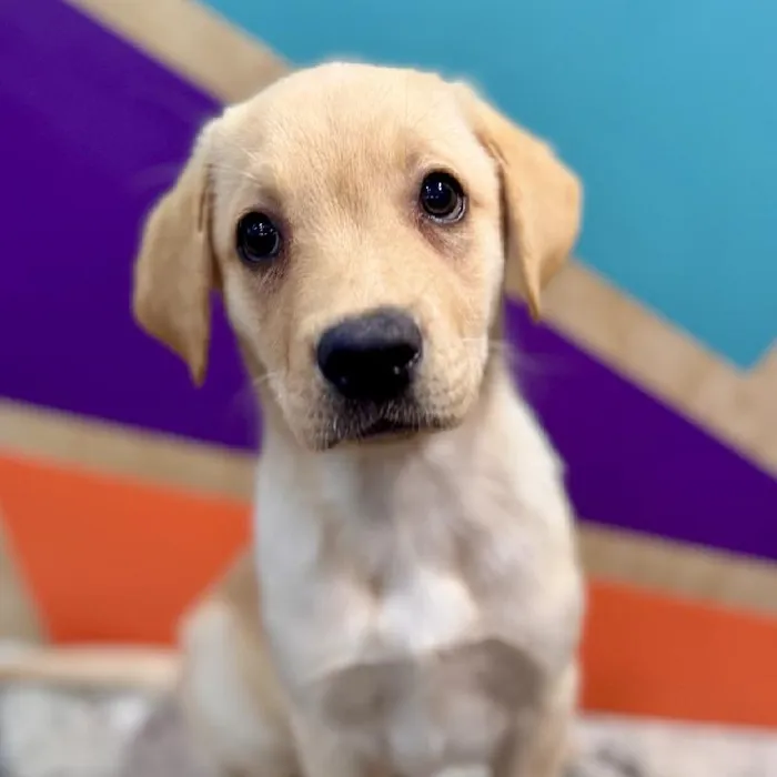 Male Labrador Retriever puppy named Larry for sale at Petland Rogers.
