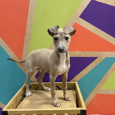 Male Italian Greyhound Puppy for Sale in Joplin, MO