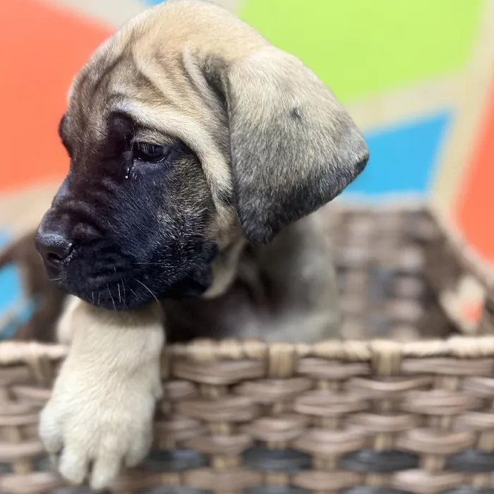 Female English Mastiff Puppy for Sale in Rogers, AR