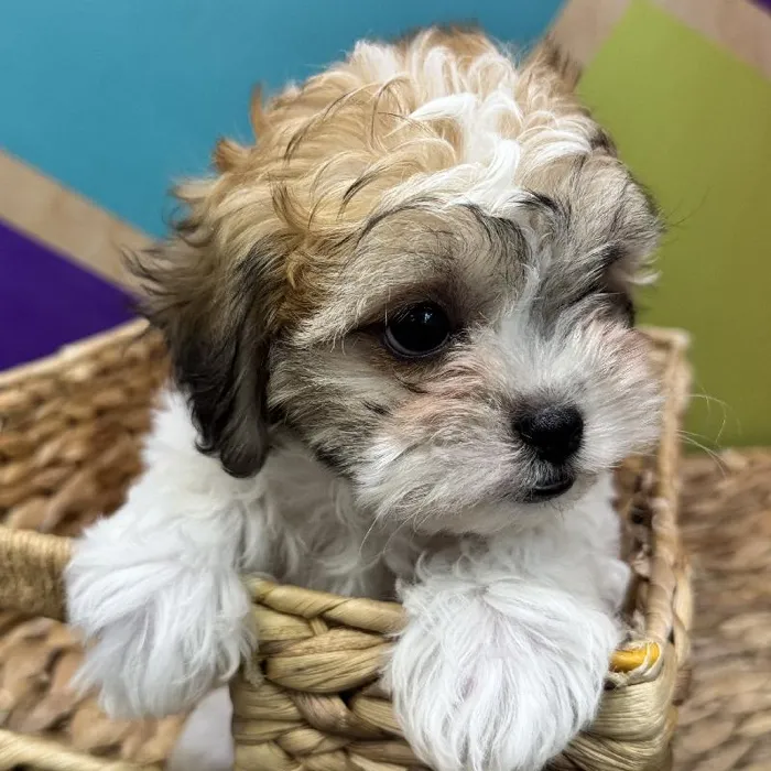 Female Teddy Bear Puppy for Sale in Joplin, MO