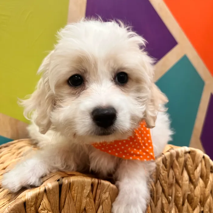 Male Maltese puppy named Milton for sale at Petland Wichita West.