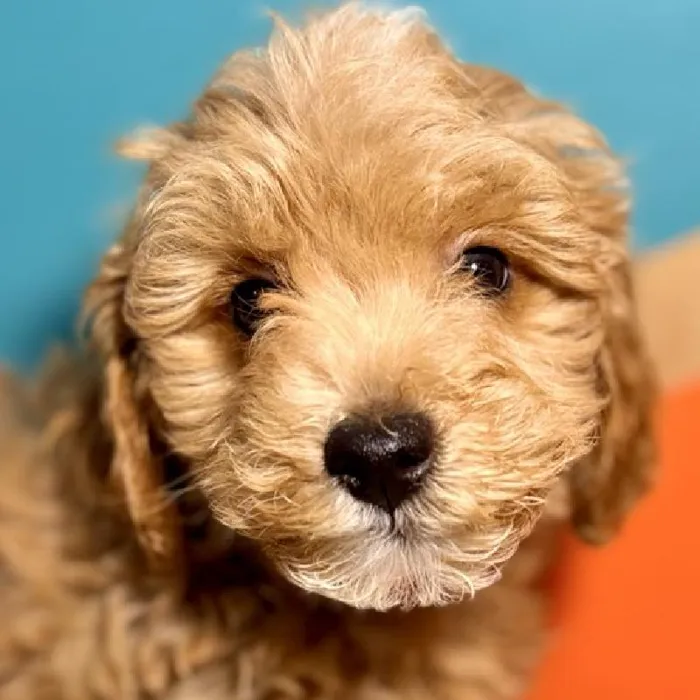 Male F1B Mini Goldendoodle Puppy for Sale in Rogers, AR