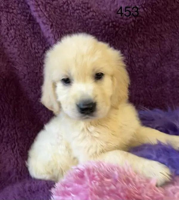 Female Golden Retriever puppy named Gabby for sale at Petland Rogers.