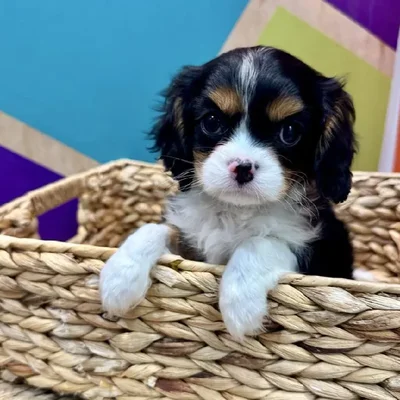 Female Cavalier King Charles Spaniel Puppy for Sale in Rogers, AR