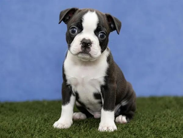 Female Boston Terrier puppy for sale at Petland Wichita West.