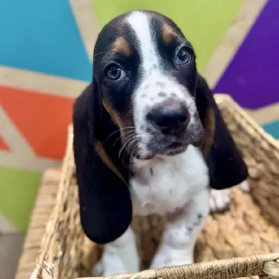 Male Basset Hound Puppy for Sale in Rogers, AR