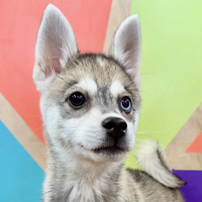 Female Alaskan Klee Kai puppy named Amara for sale at Petland Joplin.
