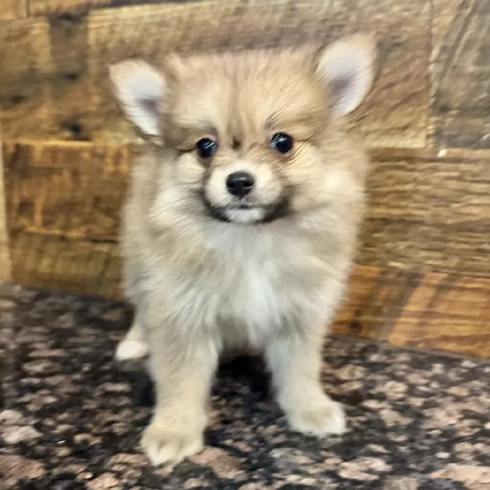 Female Pomeranian Puppy for Sale in Joplin, MO