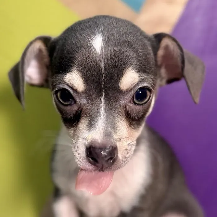 Male Chihuahua puppy named Chunk for sale at Petland Rogers.