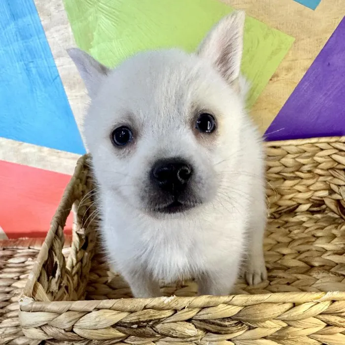 Female Alaskan Klee Kai Puppy for Sale in Rogers, AR