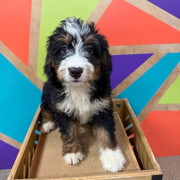 Female Mini Bernedoodle puppy named Beyonce for sale at Petland Joplin.