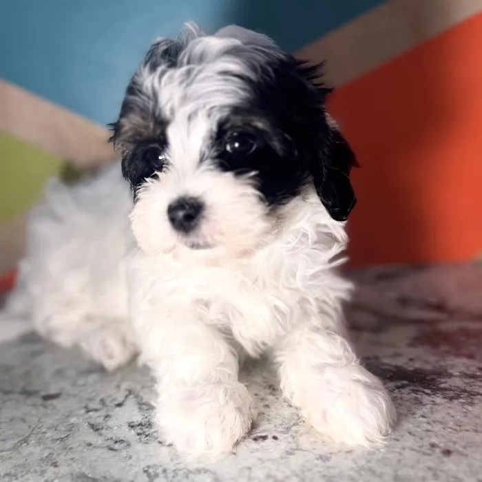 Female Shipoo puppy named Clover for sale at Petland Rogers.