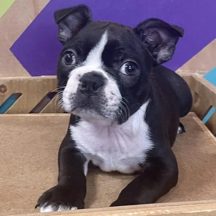 Male Boston Terrier puppy named Rohn for sale at Petland Joplin.