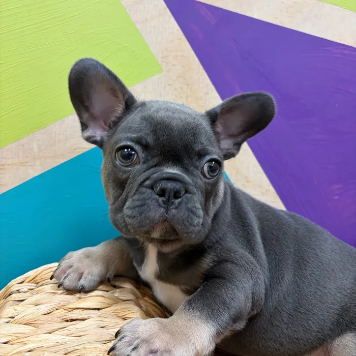 Male French Bulldog puppy named Woodstock for sale at Petland Wichita West.