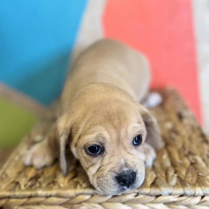Female Mini Bulldog Puppy for Sale in Rogers, AR