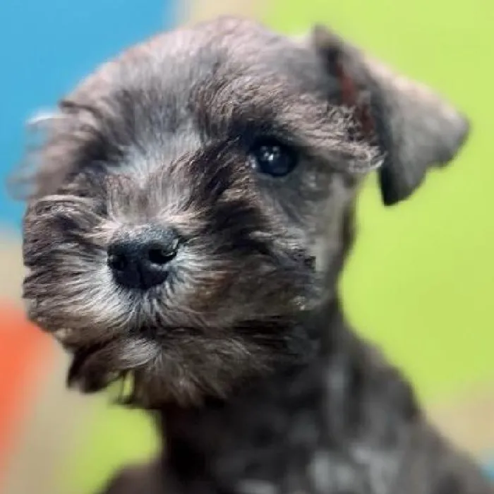 Female Mini Schnauzer Puppy for Sale in Rogers, AR