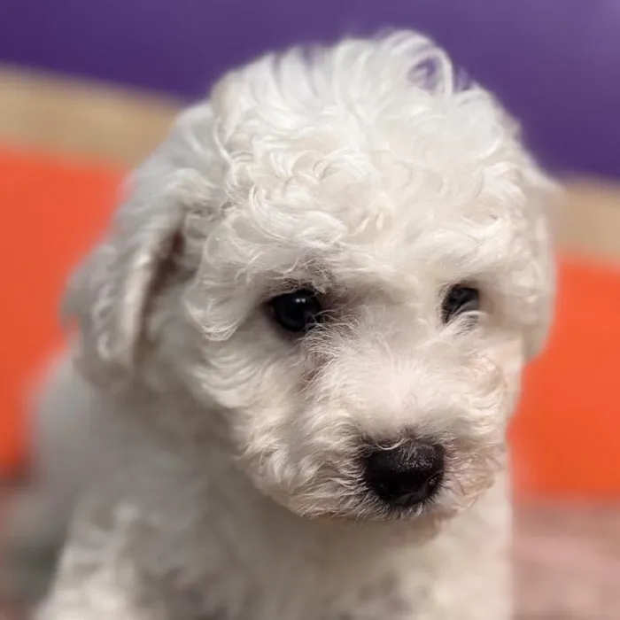 Male Bichon Puppy for Sale in Rogers, AR
