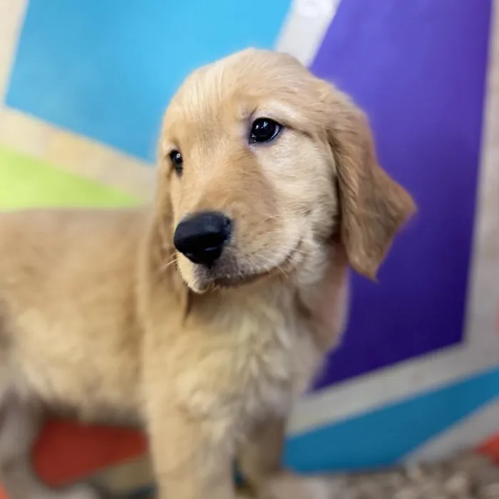 Male Golden Retriever Puppy for Sale in Rogers, AR