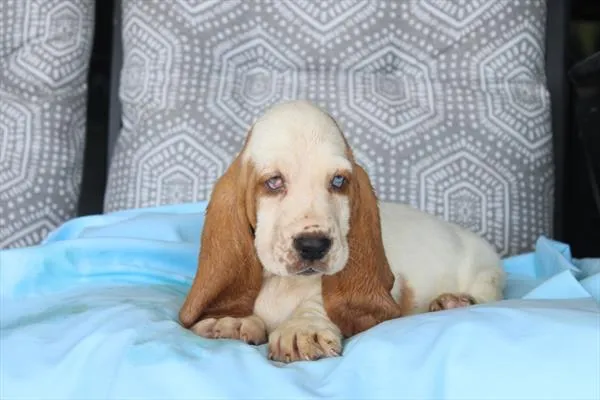 Male Basset Hound puppy for sale at Petland Rogers.