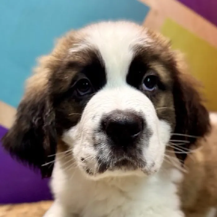 Male Saint Bernard Puppy for Sale in Rogers, AR