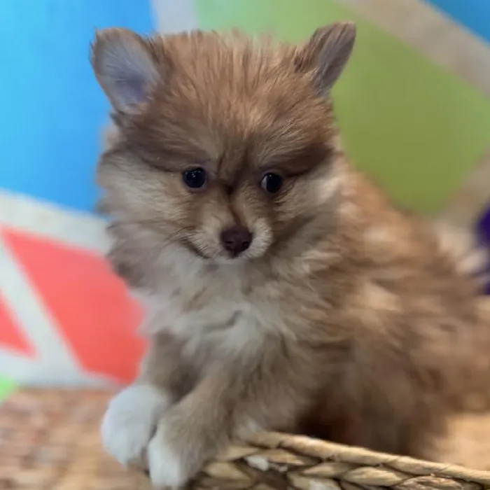 Female Pomeranian Puppy for Sale in Joplin, MO