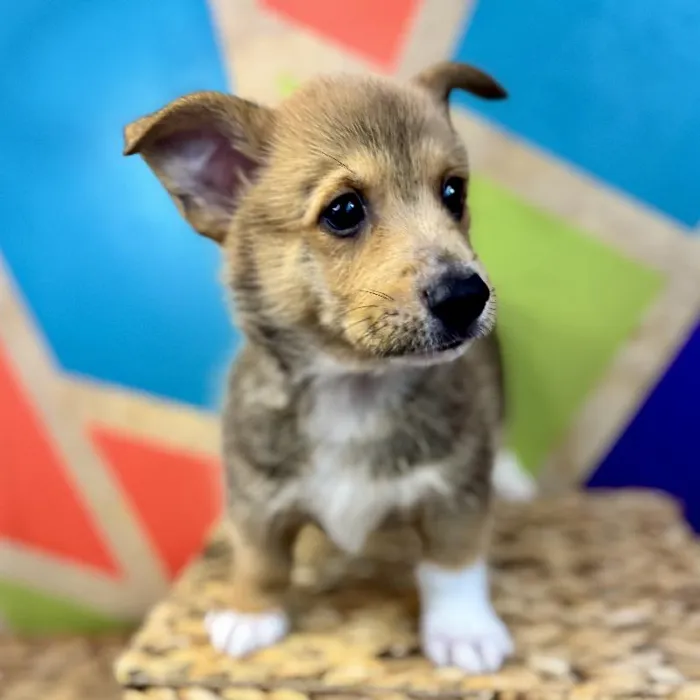 Male Pembroke Welsh Corgi Puppy for Sale in Rogers, AR