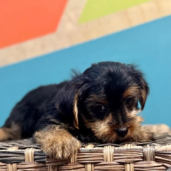 Male Yorkie Puppy for Sale in Joplin, MO