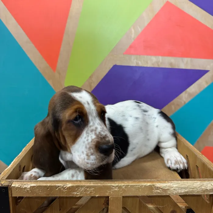 Female Basset Hound puppy named Bethany for sale at Petland Joplin.