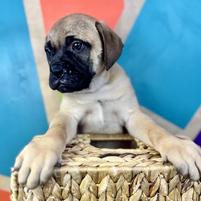 Female Bullmastiff Puppy for Sale in Joplin, MO