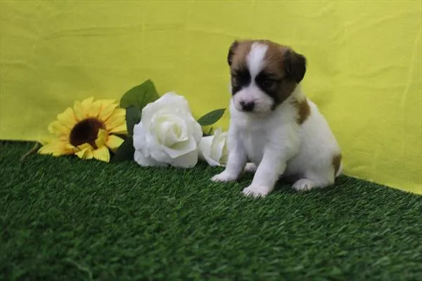 Male Papillon puppy for sale at Petland Joplin.