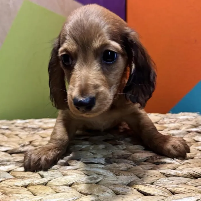 Male Dachshund Puppy for Sale in Rogers, AR