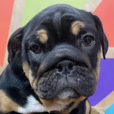 Male English Bulldog puppy named Oliver for sale at Petland Joplin.