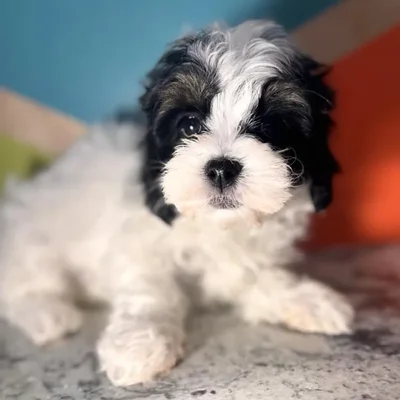 Female Shipoo puppy named Clover for sale at Petland Rogers.