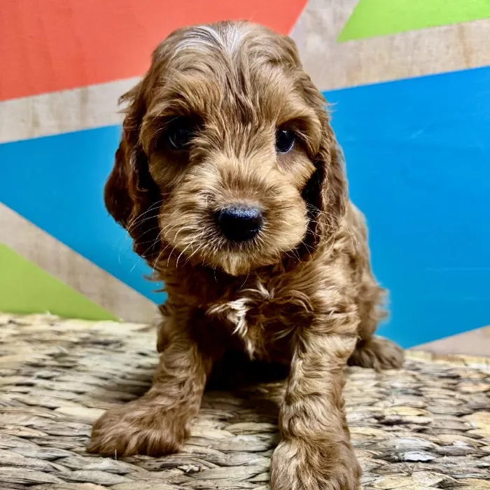 Male Cockapoo Puppy for Sale in Rogers, AR