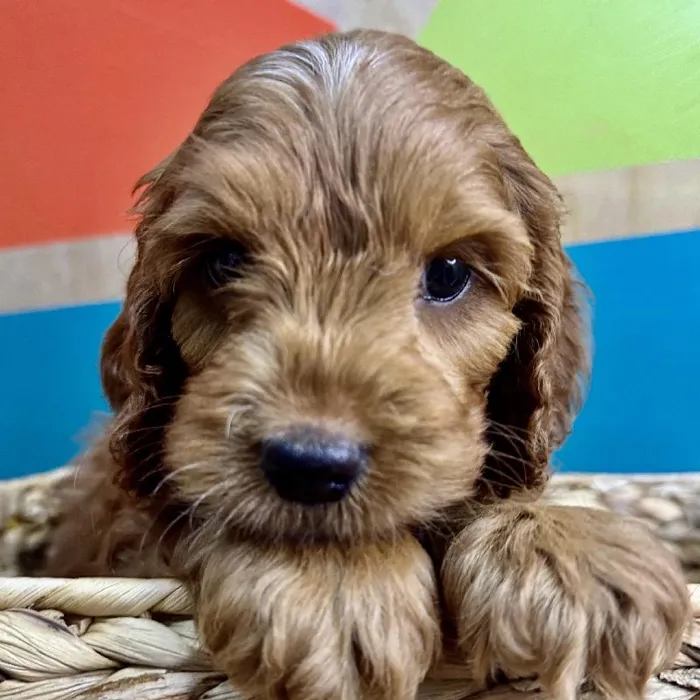 Male Cockapoo Puppy for Sale in Rogers, AR