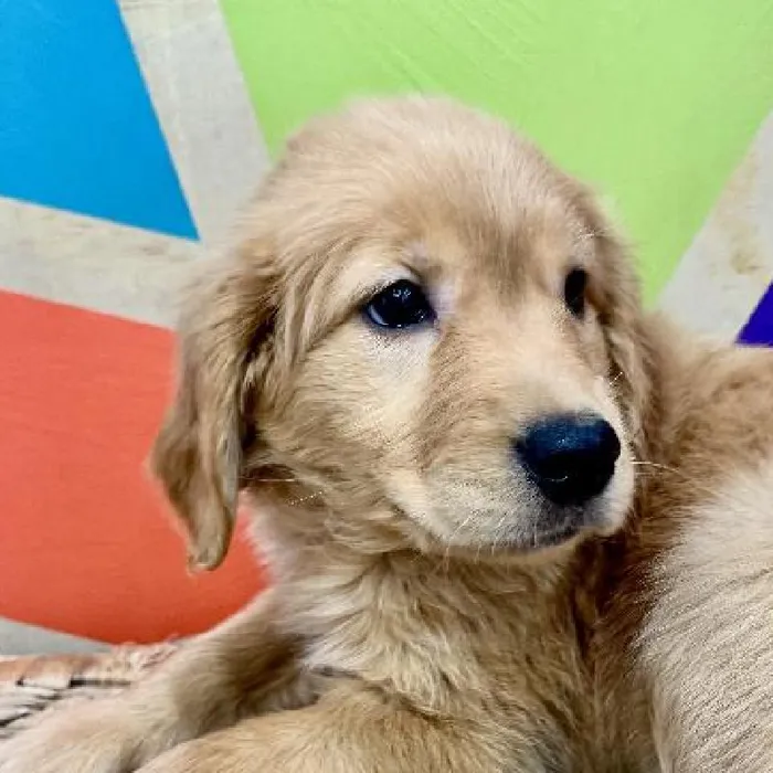 Female Golden Retriever Puppy for Sale in Rogers, AR