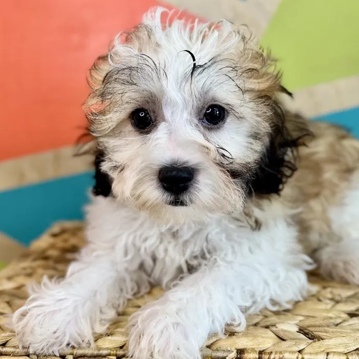 Male Teddy Bear Puppy for Sale in Fayetteville, AR