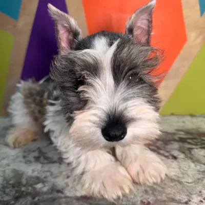 Male Mini Schnauzer puppy named Stewie for sale at Petland Rogers.