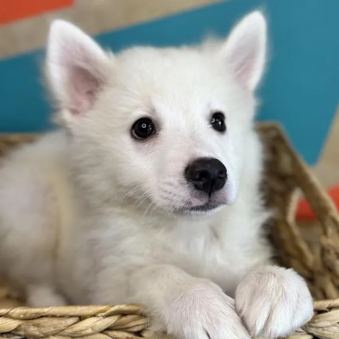 Female American Eskimo Puppy for Sale in Rogers, AR